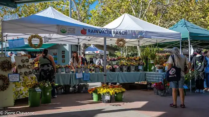 Market Davis
