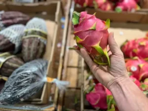 dragon fruit