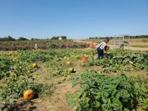 farms