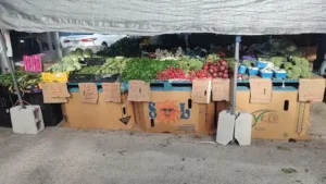 vegetable