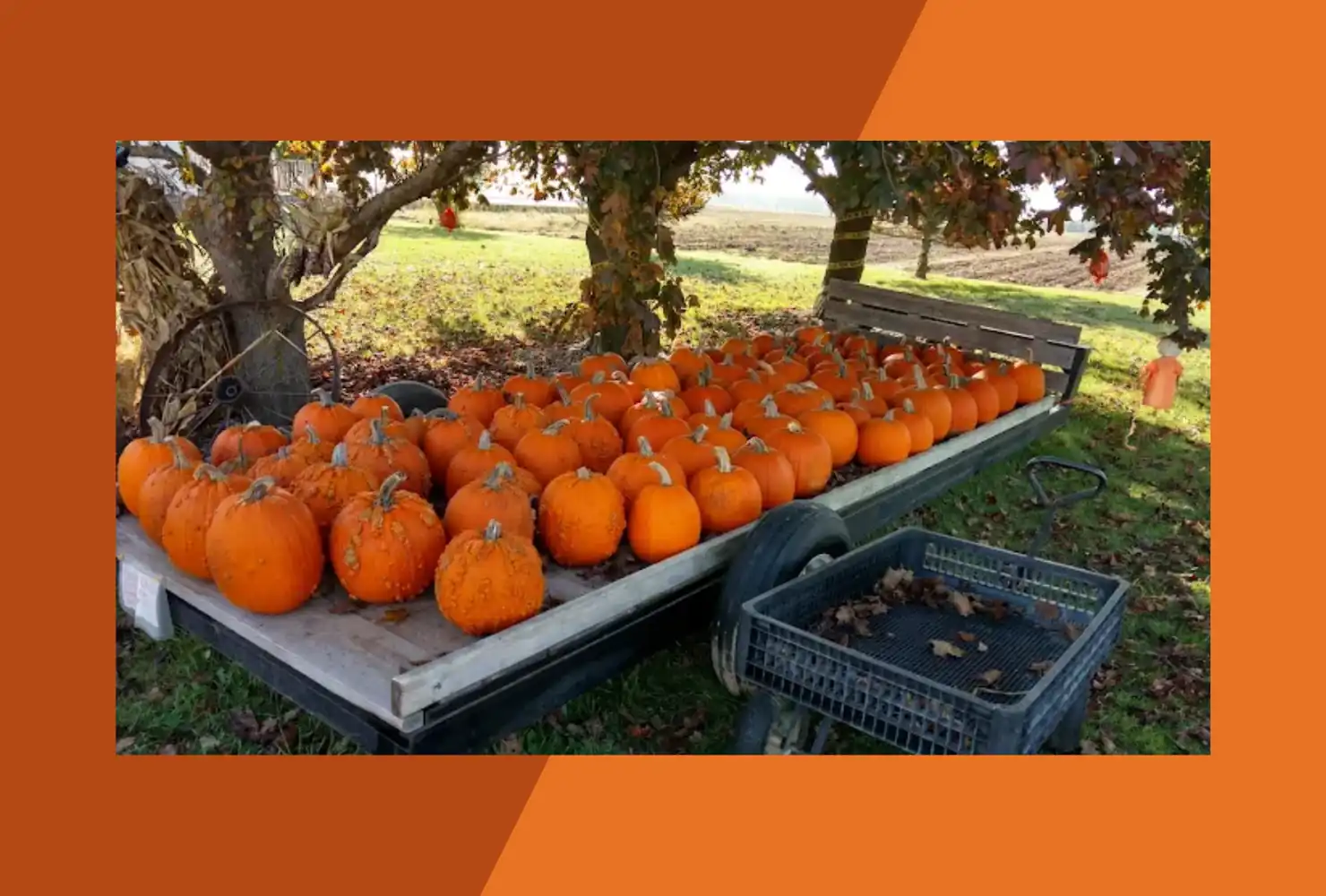 Mares Farm Market