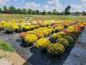 jenkins farms market