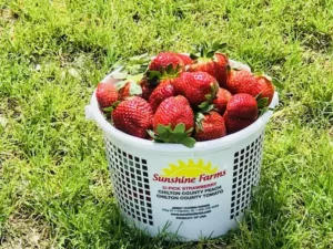 family picking strawberries at sunshine farms