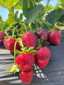 fresh strawberries in basket at clanton farm