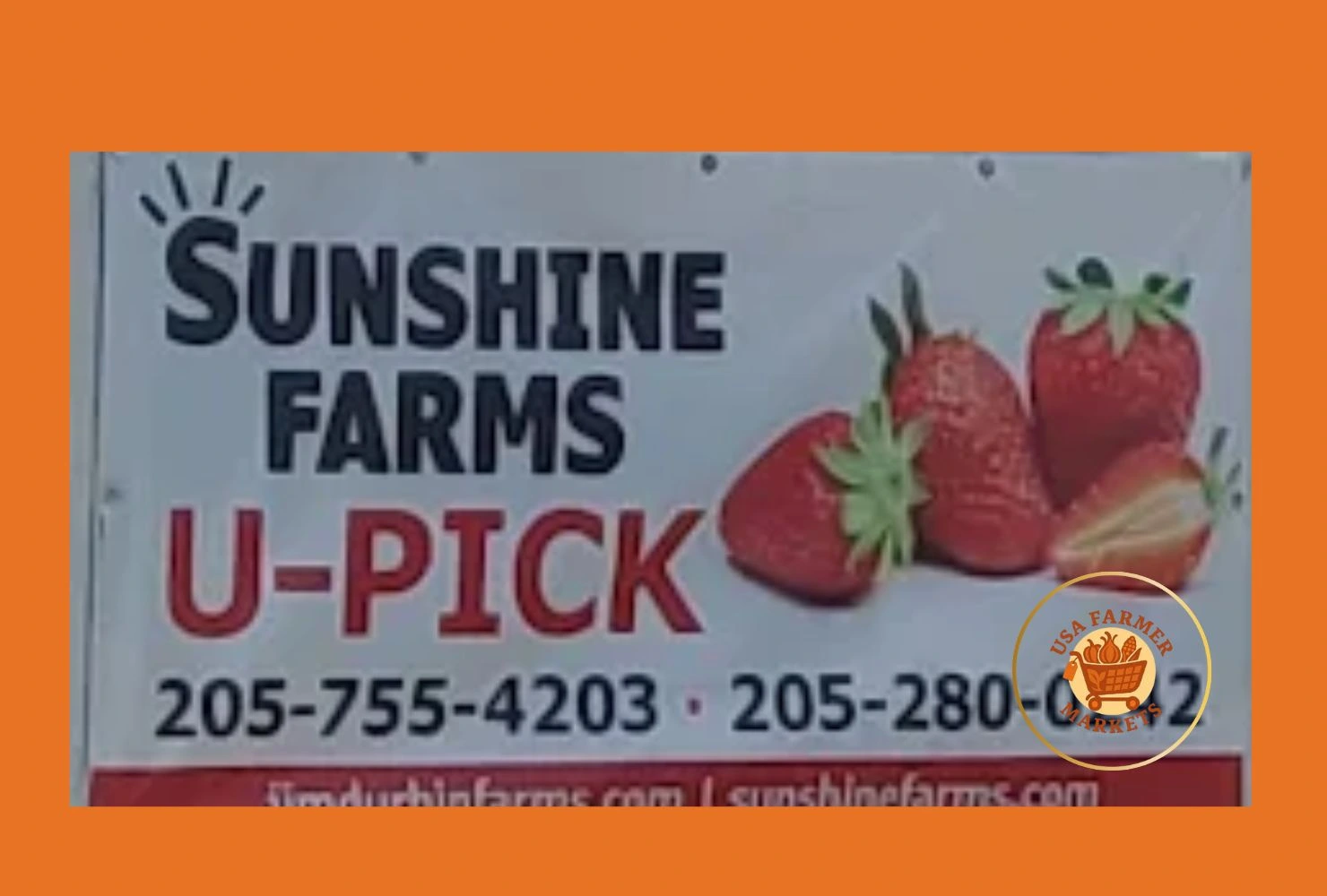 sunshine farms upick strawberry field