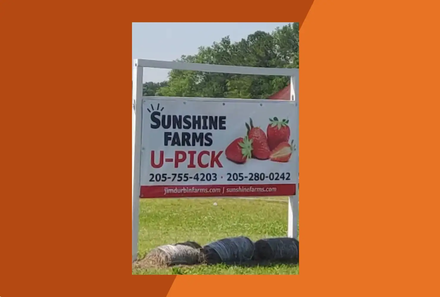sunshine farms upick strawberry field