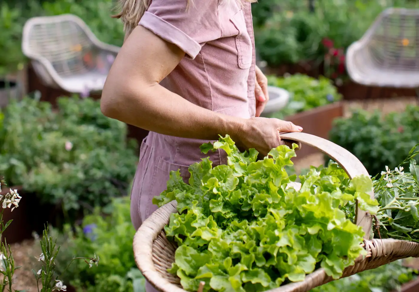Best Practices for Stronger, Tastier Lettuce