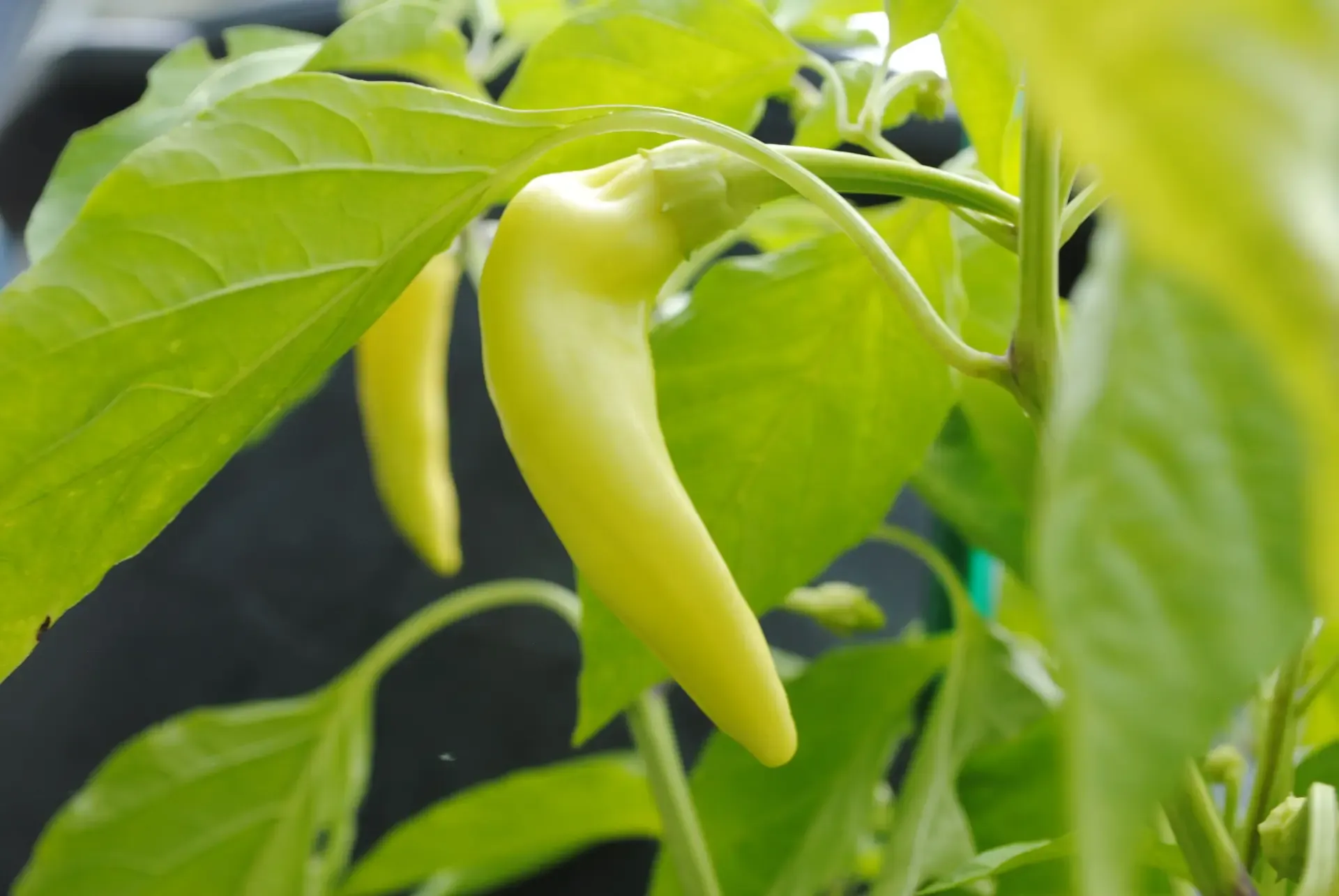 Best Time of Day to Harvest Banana Peppers