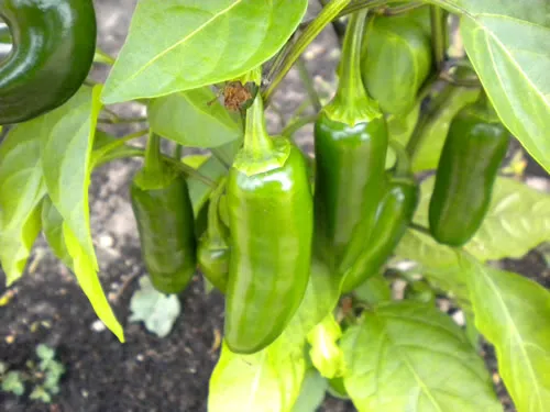 Best Time of Day to Harvest Jalapeños
