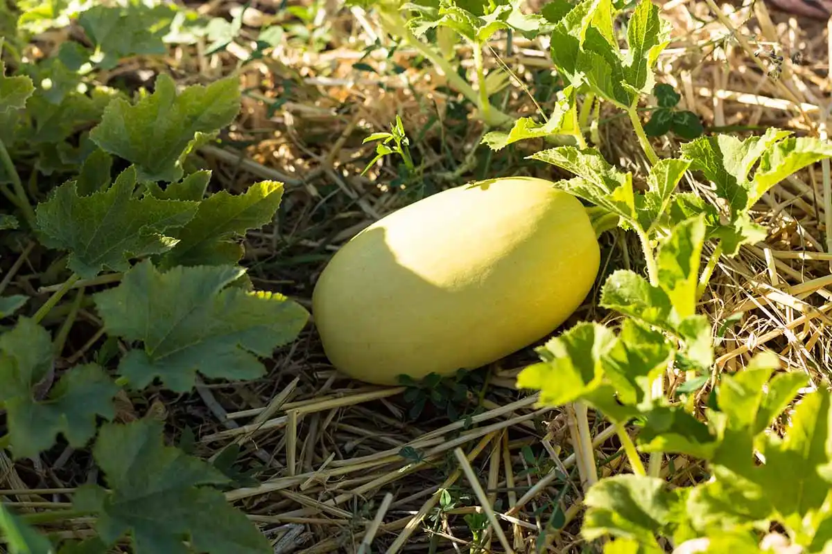 Best Time of Day to Harvest Spaghetti Squash