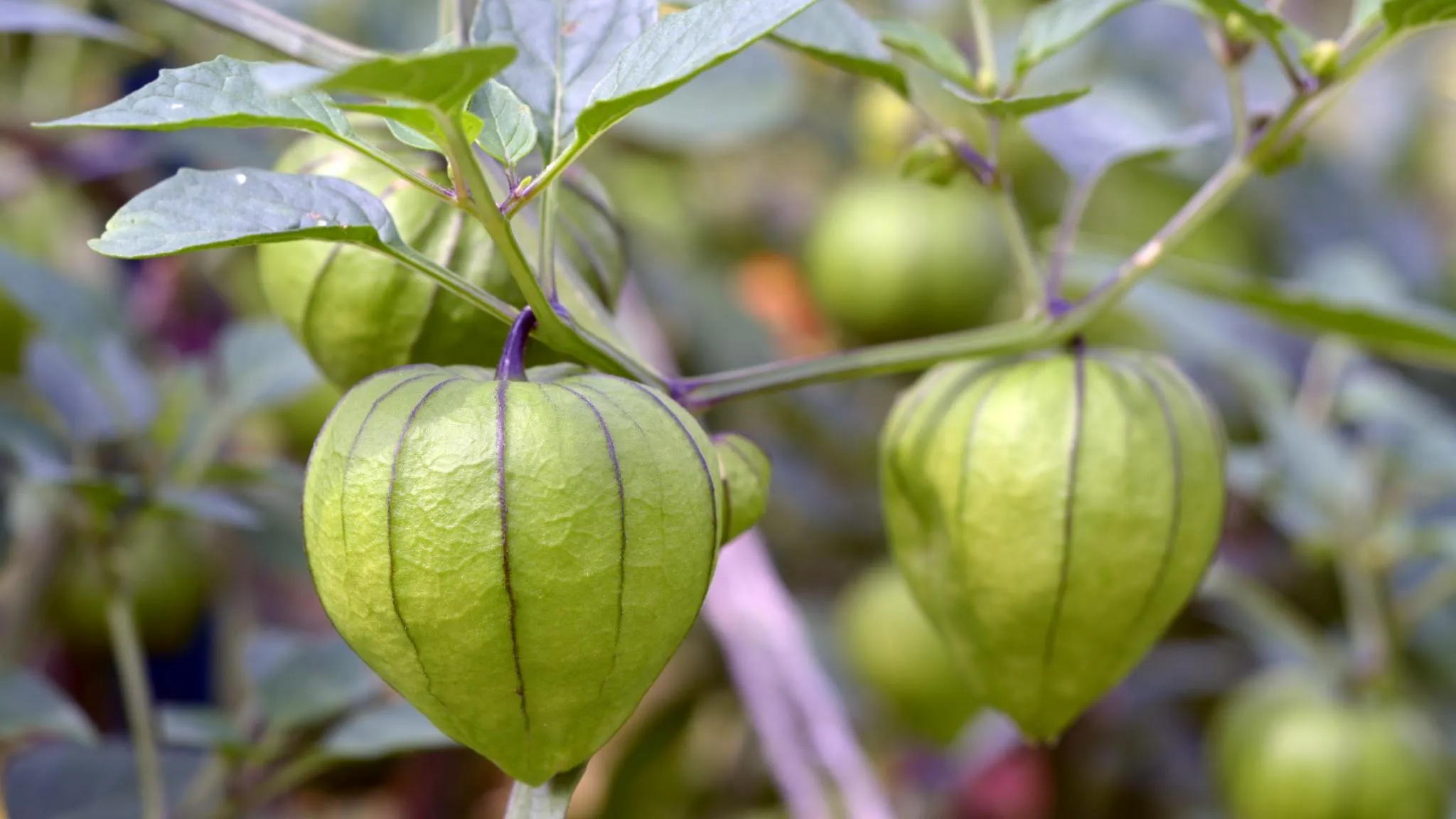 Best Time of Day to Harvest Tomatillos