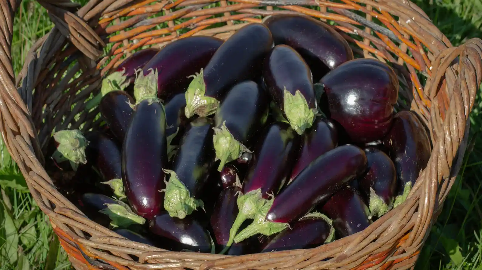 Eggplants Storage Tips After Harvest