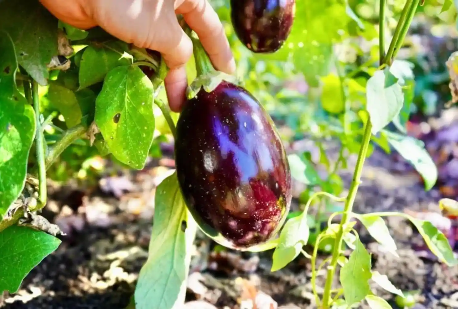 Glossy purple eggplant on the vine, indicating harvest readiness
