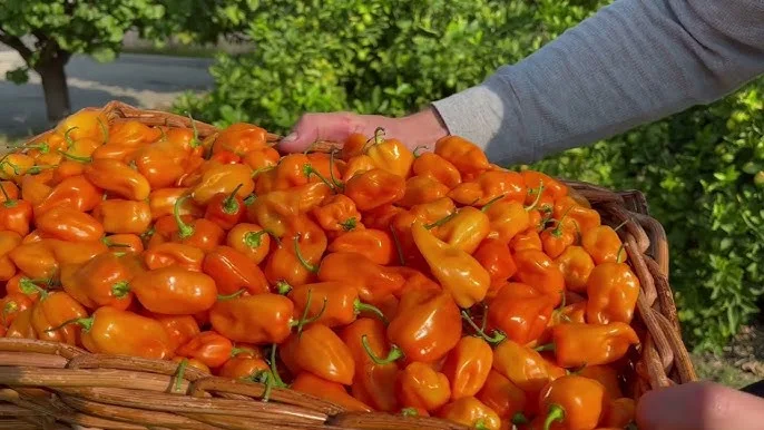 Habaneros Storage Tips After Harvest