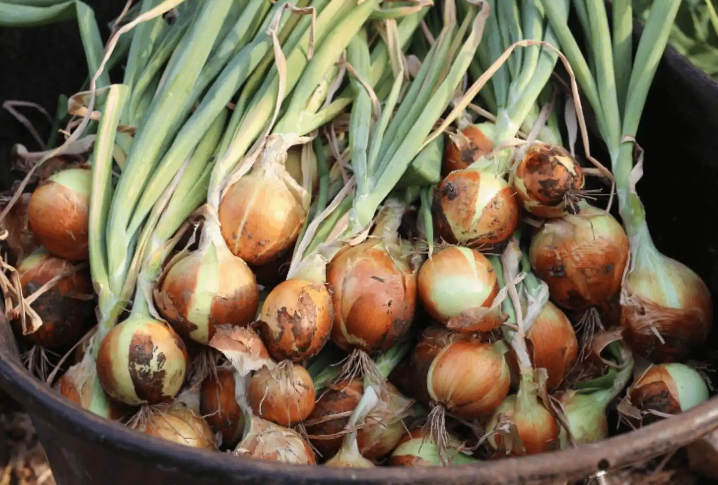 Harvest Onions Storage Tips After Harvest
