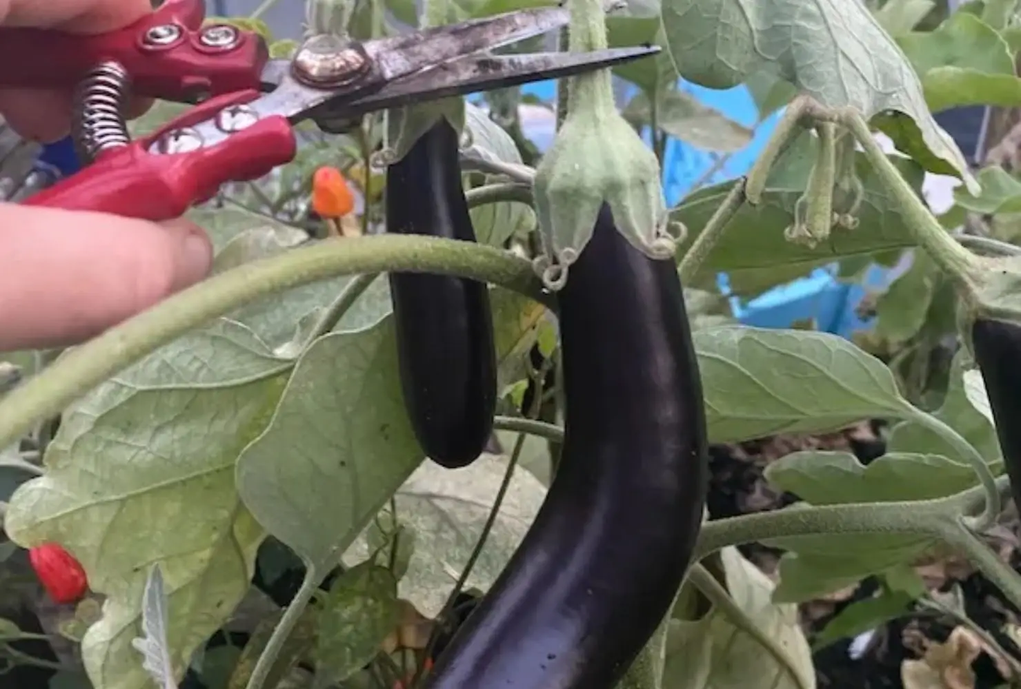 Gardener using pruning shears to harvest eggplant without damage
