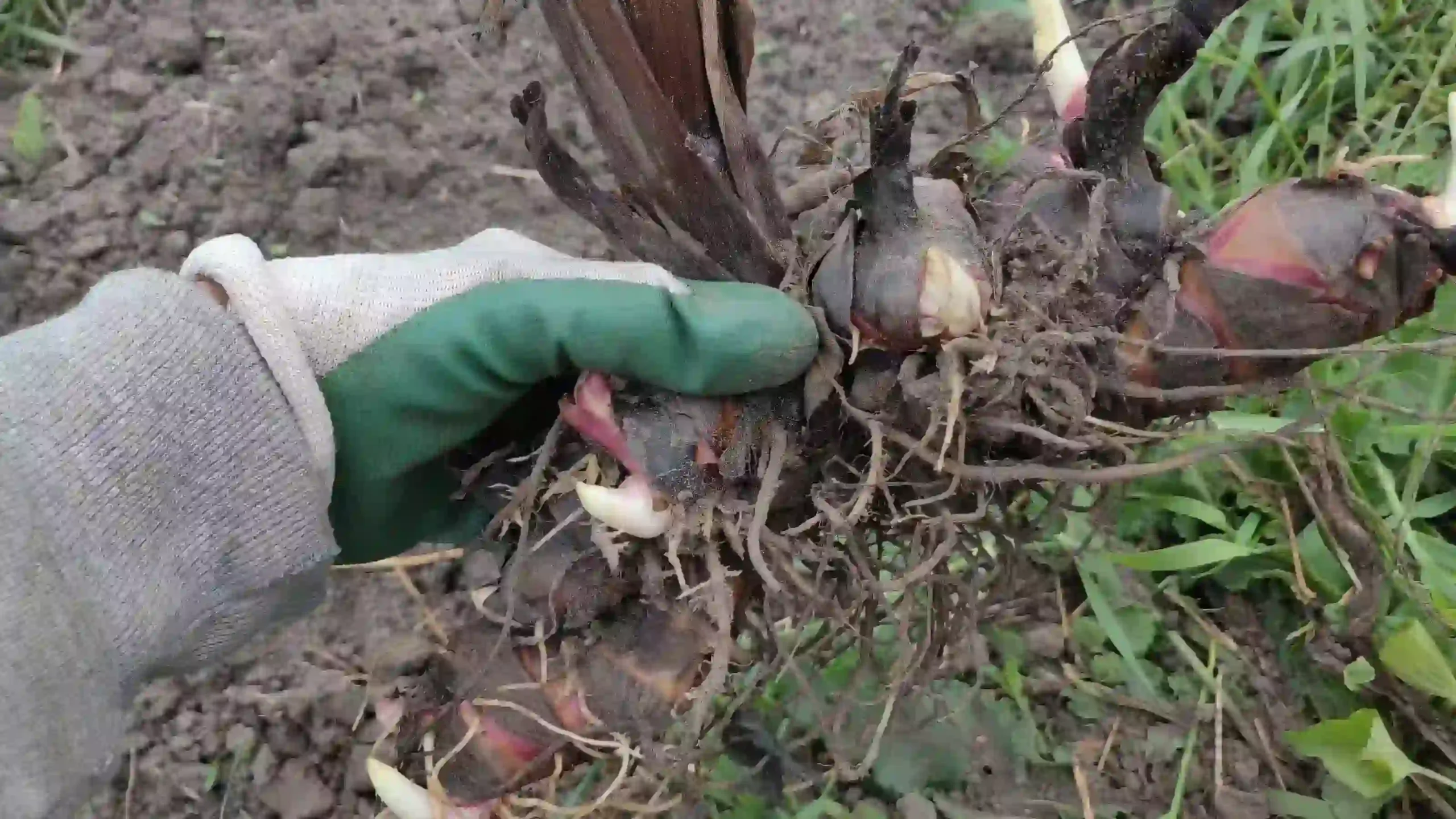 How Often to Harvest Canna Rhizomes