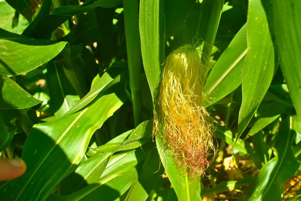 How Often to Harvest Corn (Indoor vs. Outdoor)