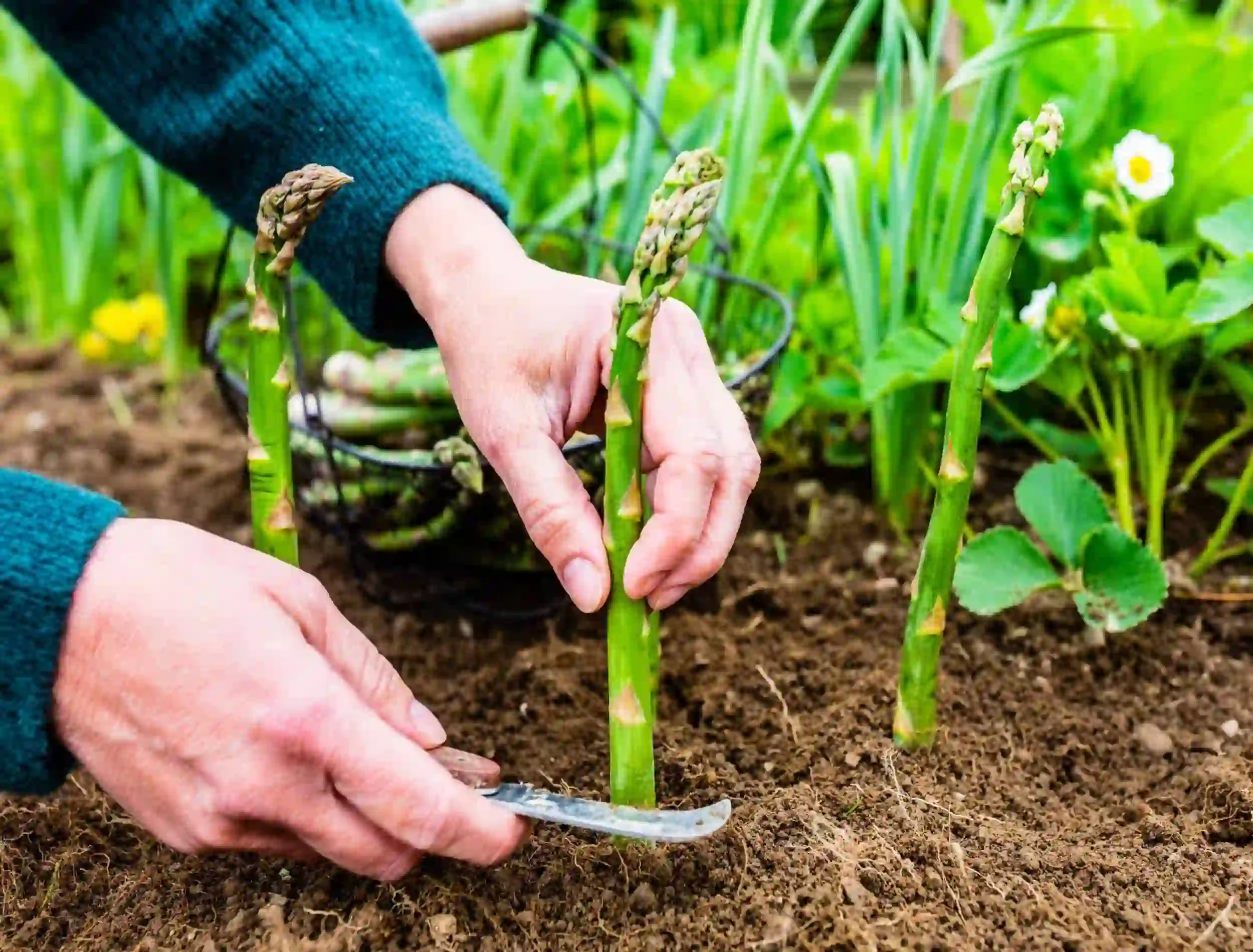 How to Harvest Asparagus Properly