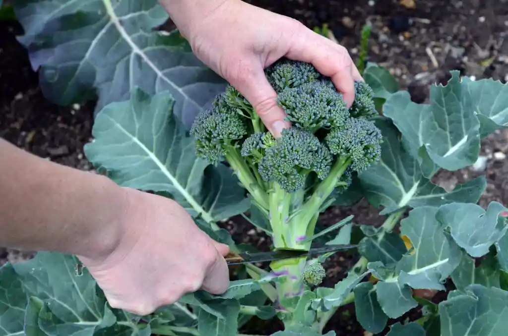 How to Harvest Broccoli Properly