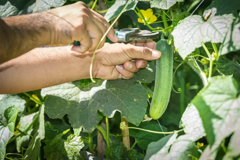 How to Harvest Cucumbers Properly