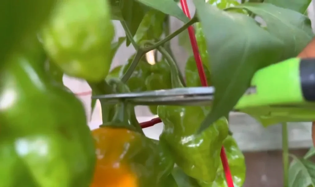 How to Harvest Habaneros Properly