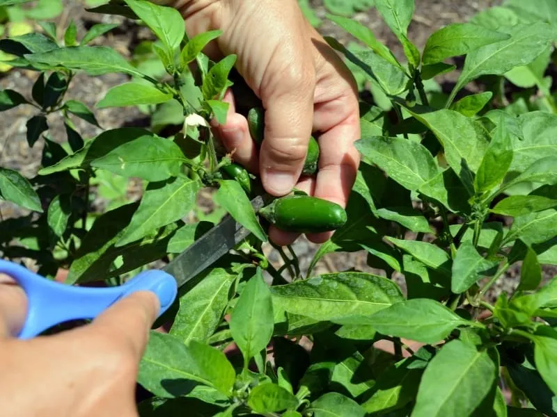 How to Harvest Jalapeños Properly