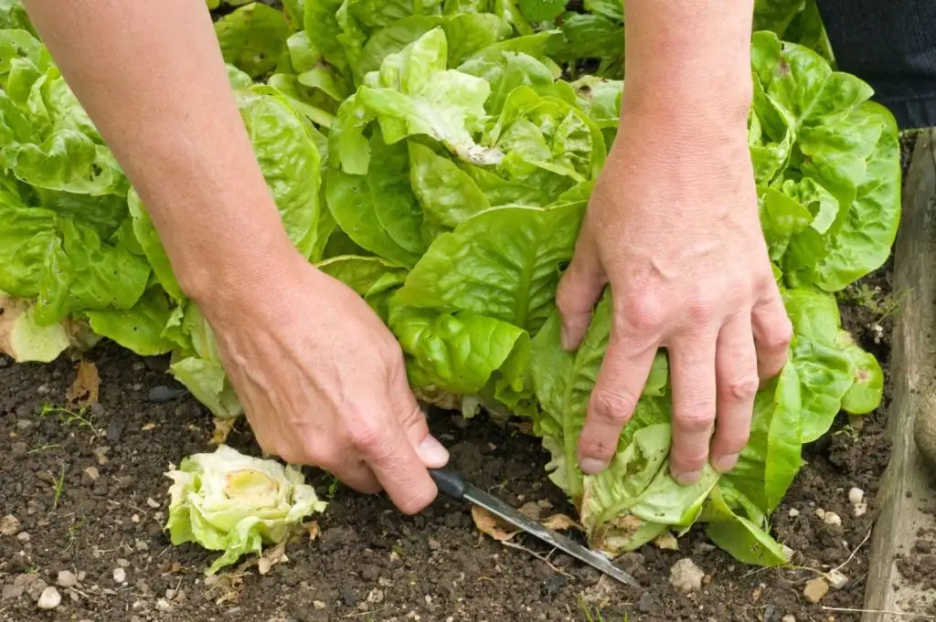 How to Harvest Lettuce Properly