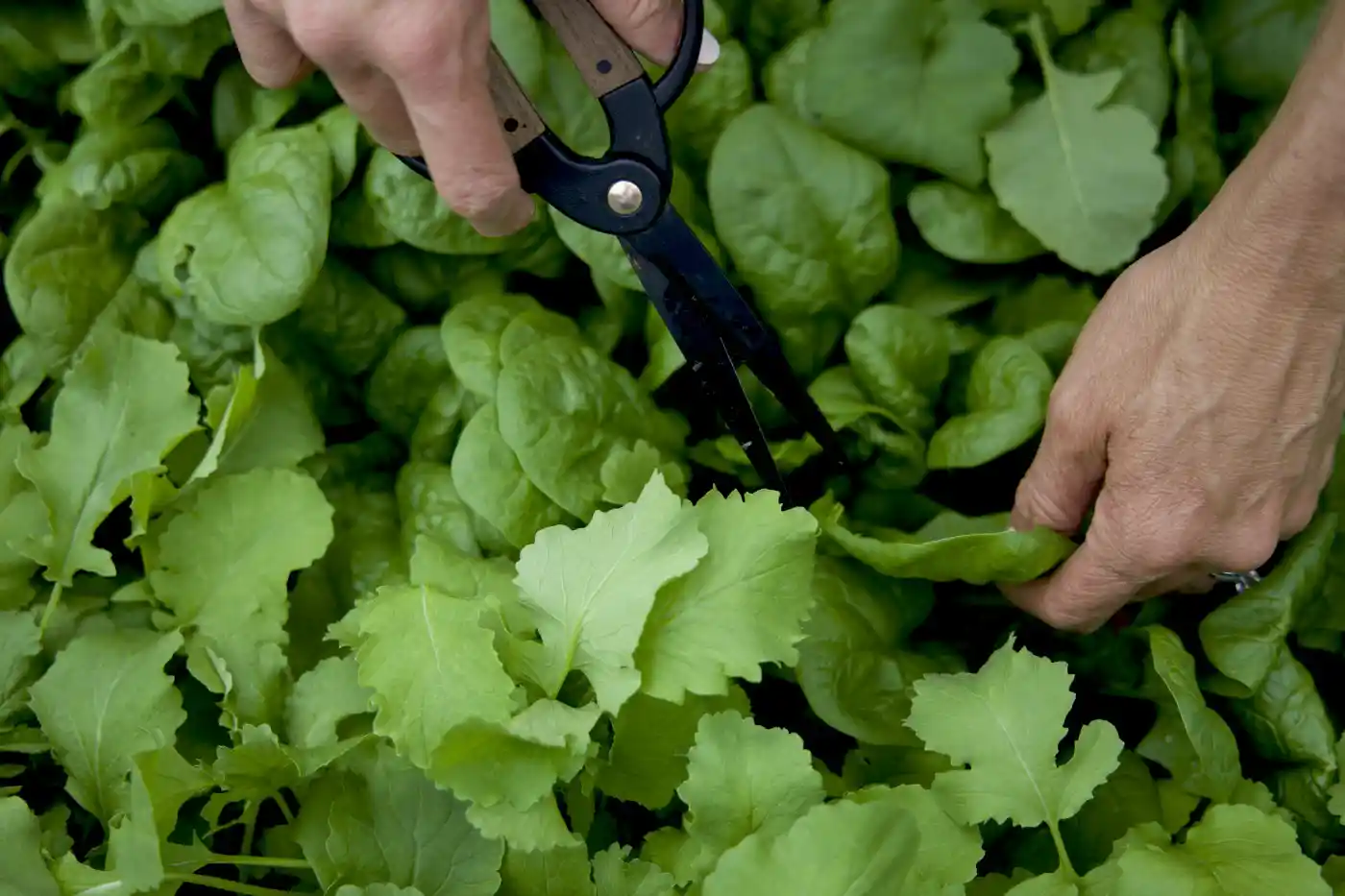 How to Harvest Spinach Properly