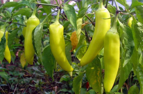 How to Know When Banana Peppers are Ready to Harvest