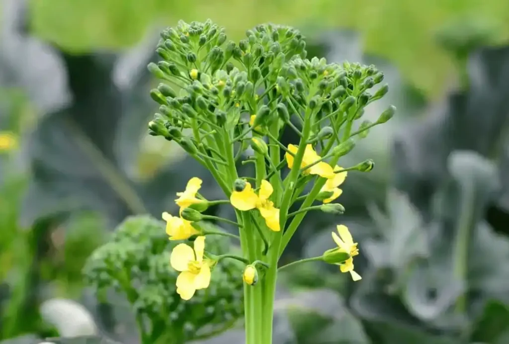 How-to-Know-When-Broccoli-is-Ready-to-Harvest