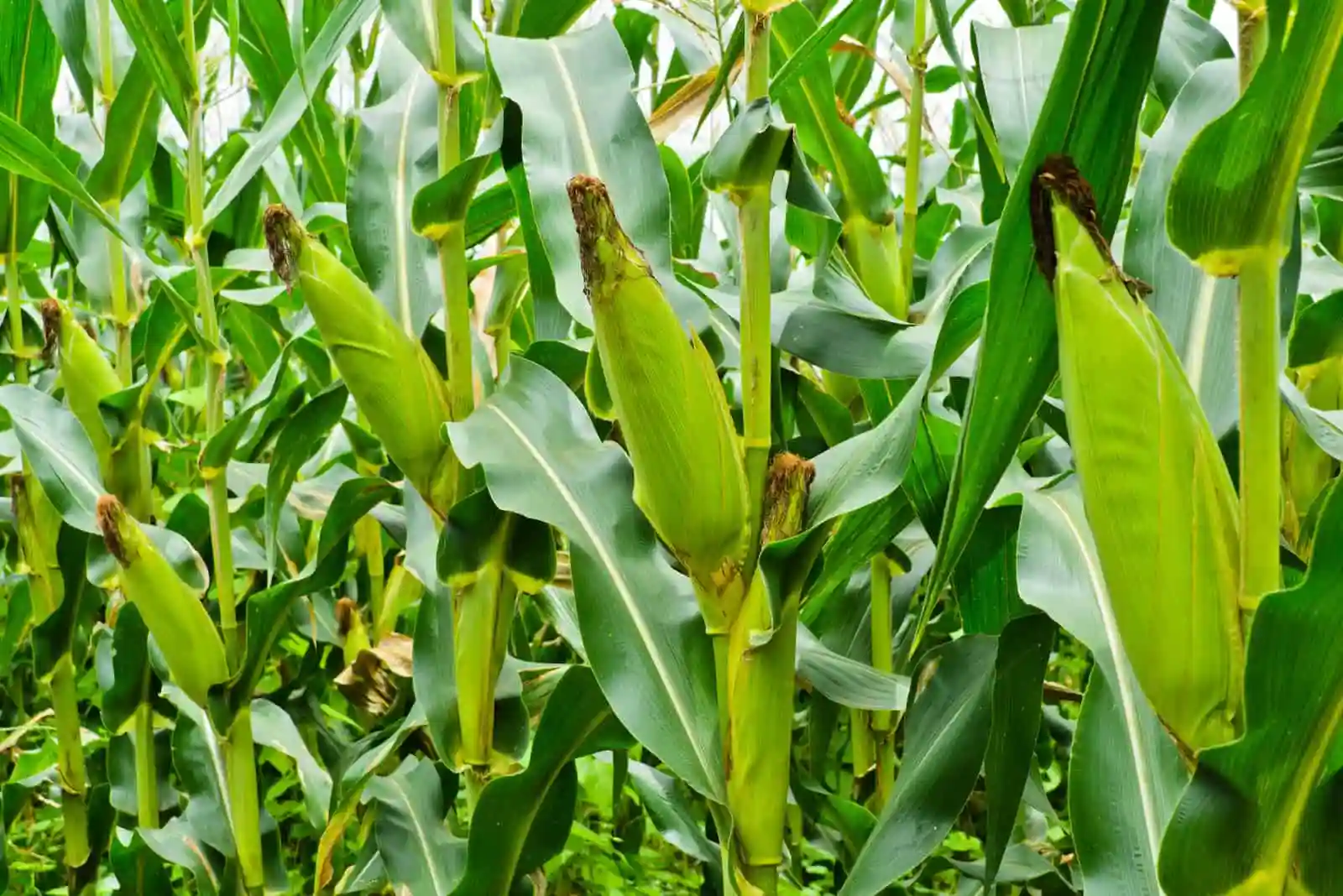 How to Know When Corn is Ready to Harvest