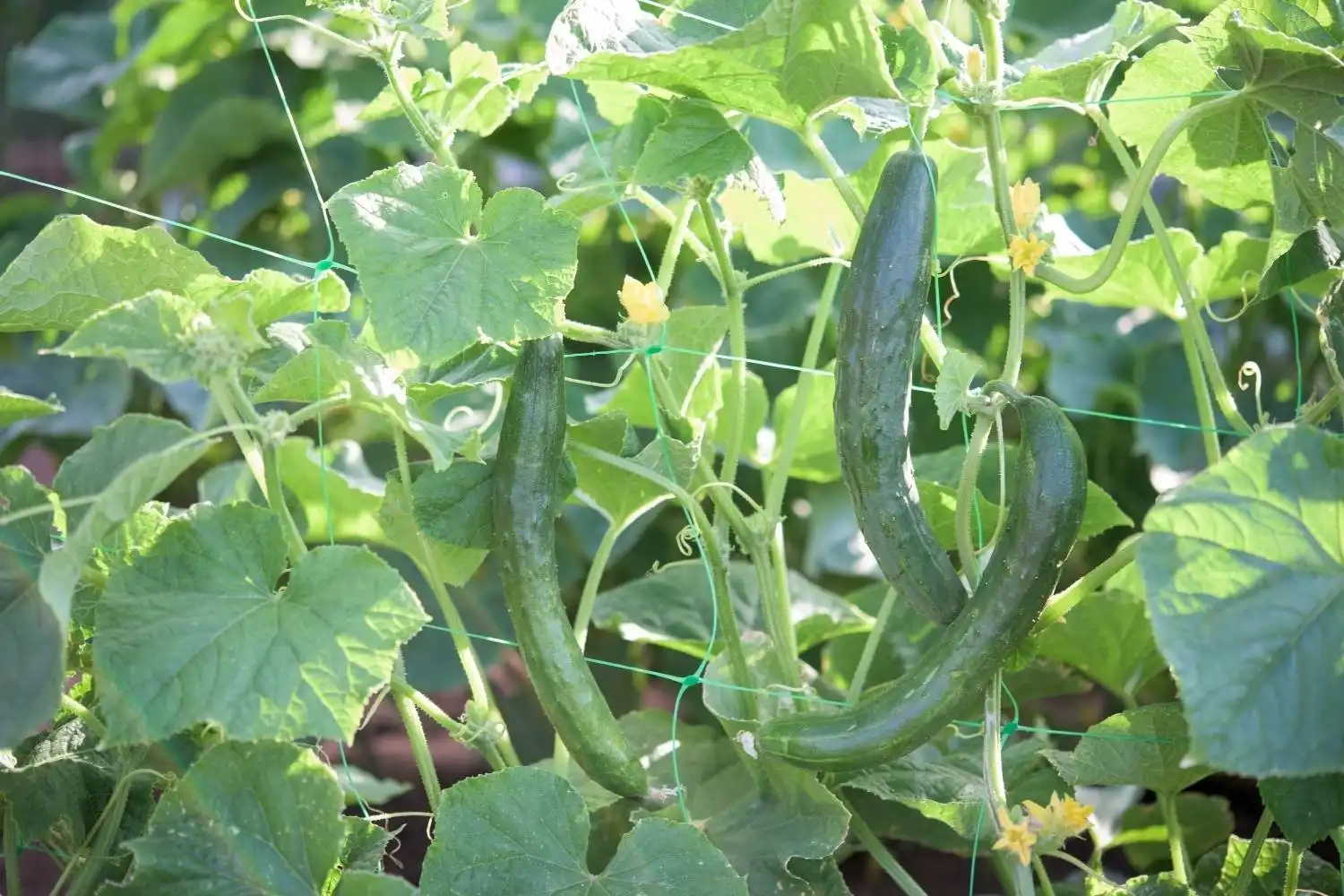 How to Know When Cucumbers Are Ready to Harvest