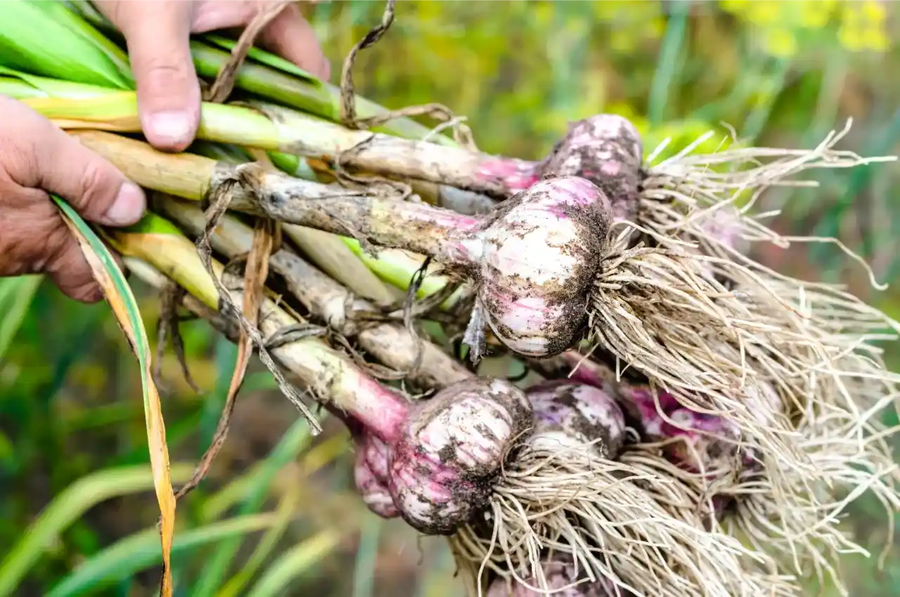 How to Know When Garlic is Ready to Harvest