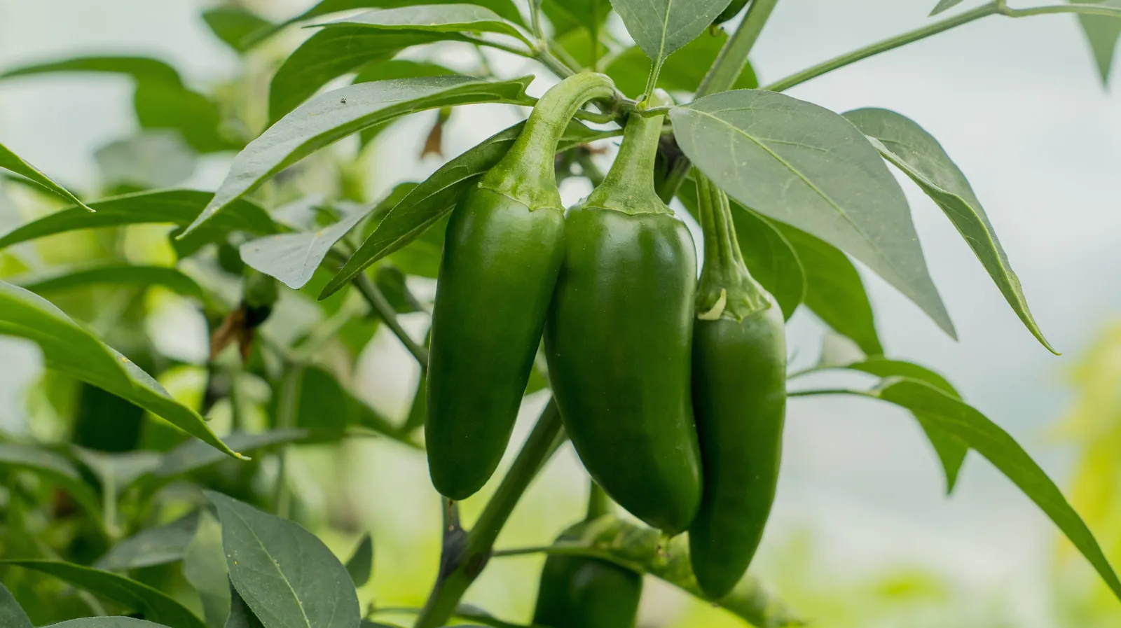 How to Know When Jalapeños Are Ready to Harvest