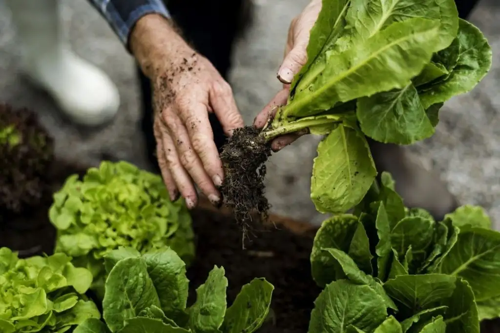 How to Know When Lettuce Is Ready to Harvest