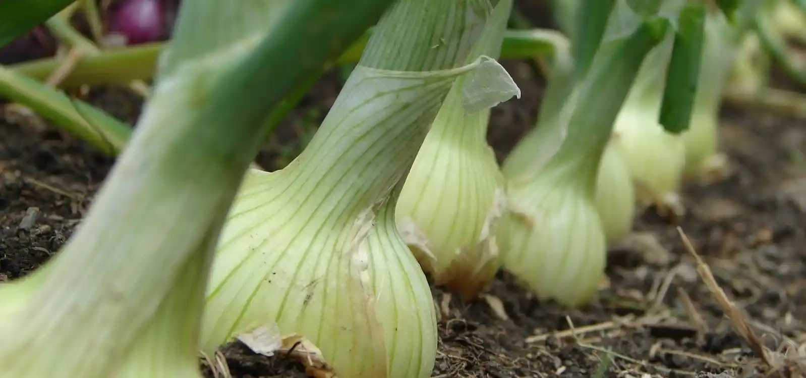 How to Know When Onions Are Ready to Harvest