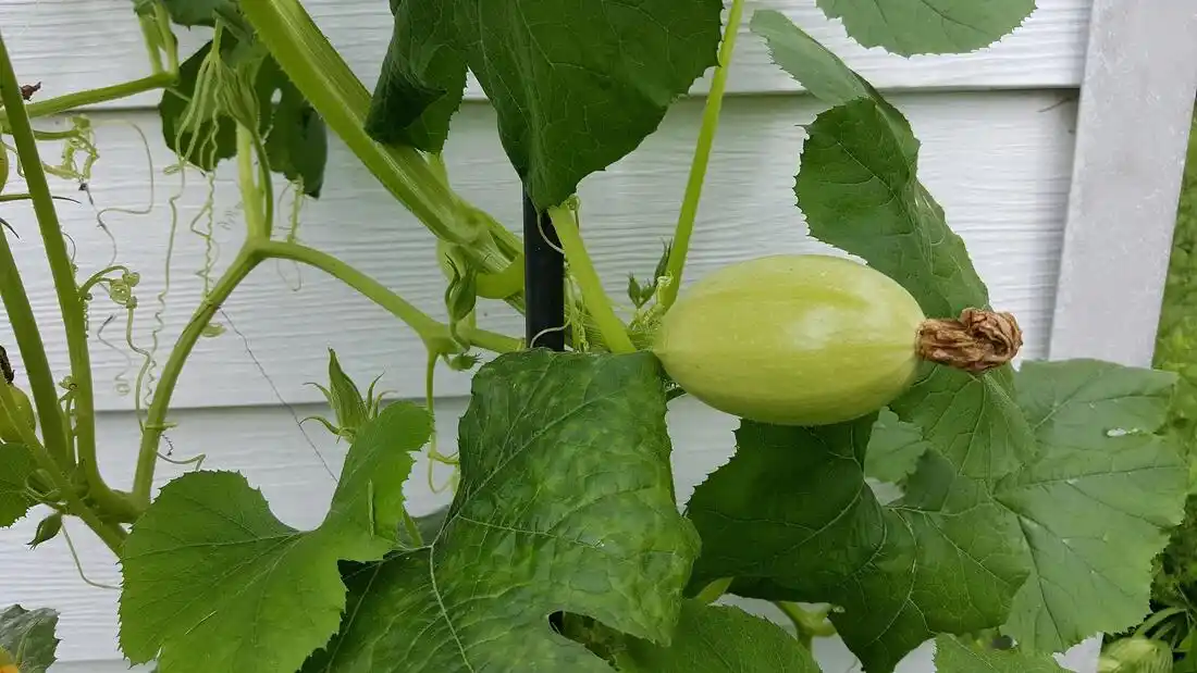 How to Know When Spaghetti Squash is Ready to Harvest