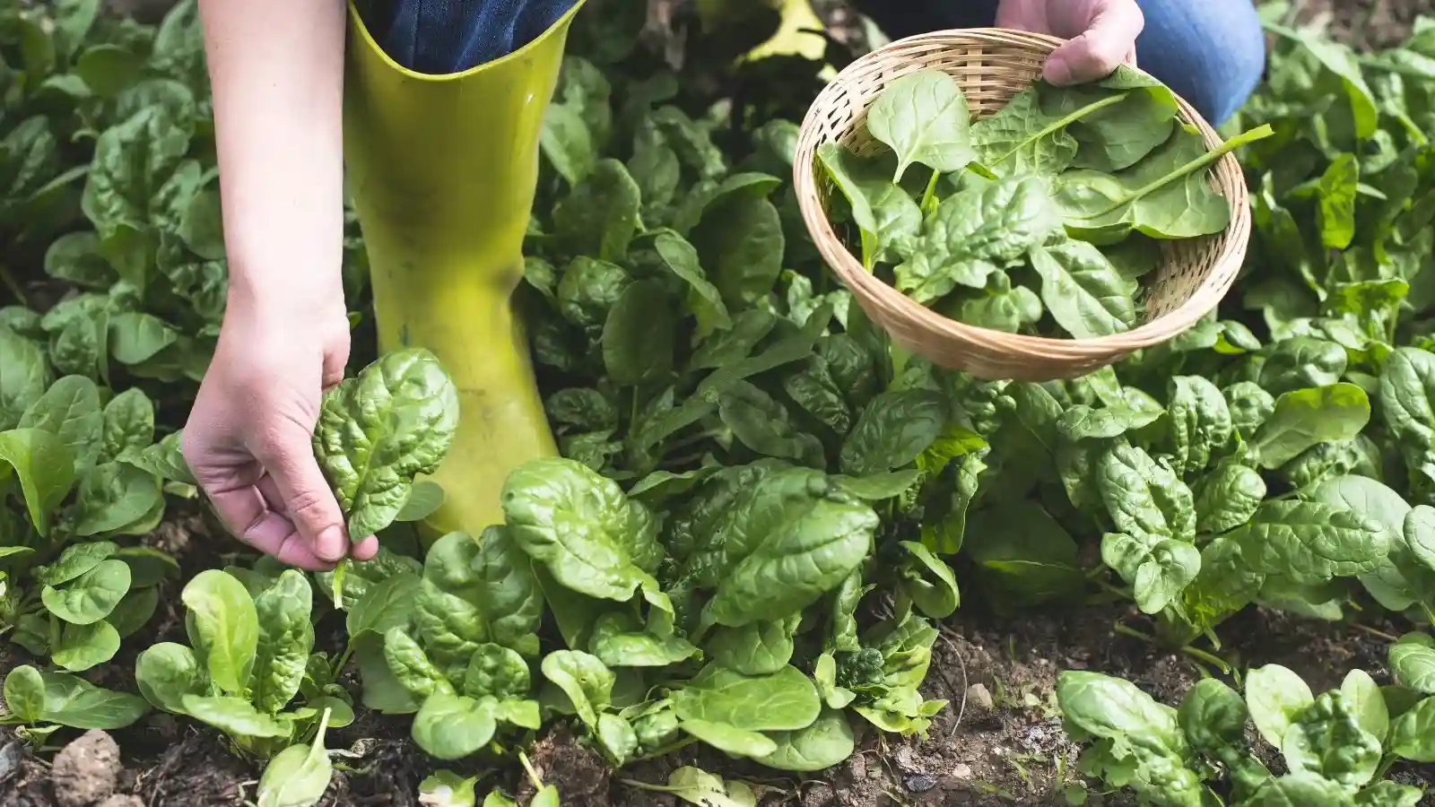 How to Know When Spinach is Ready to Harvest