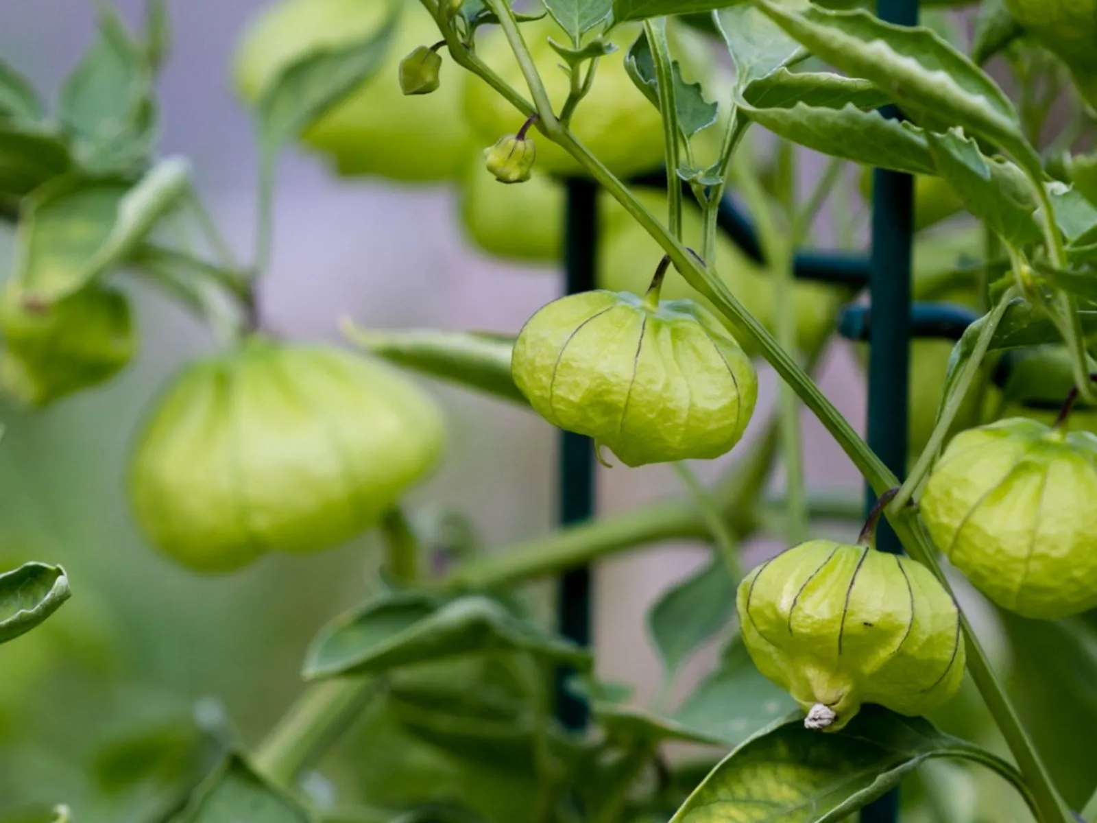 How to Know When Tomatillos Are Ready to Harvest