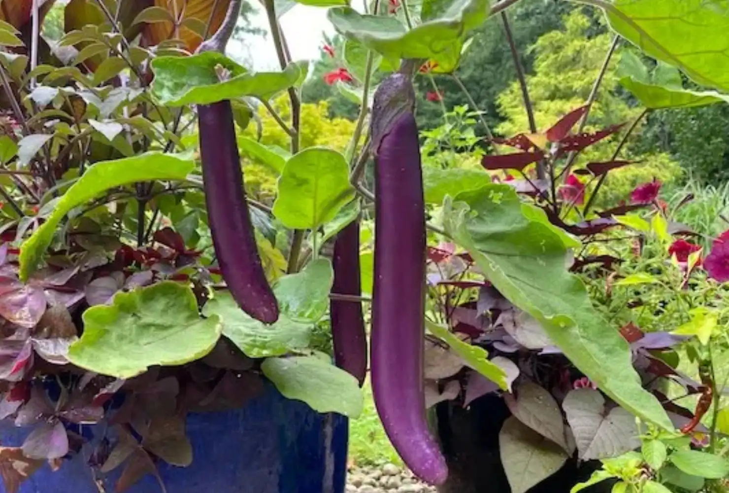 Firm slender Japanese eggplant ready for picking