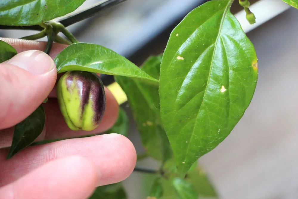 Maturity Days for Habanero Peppers