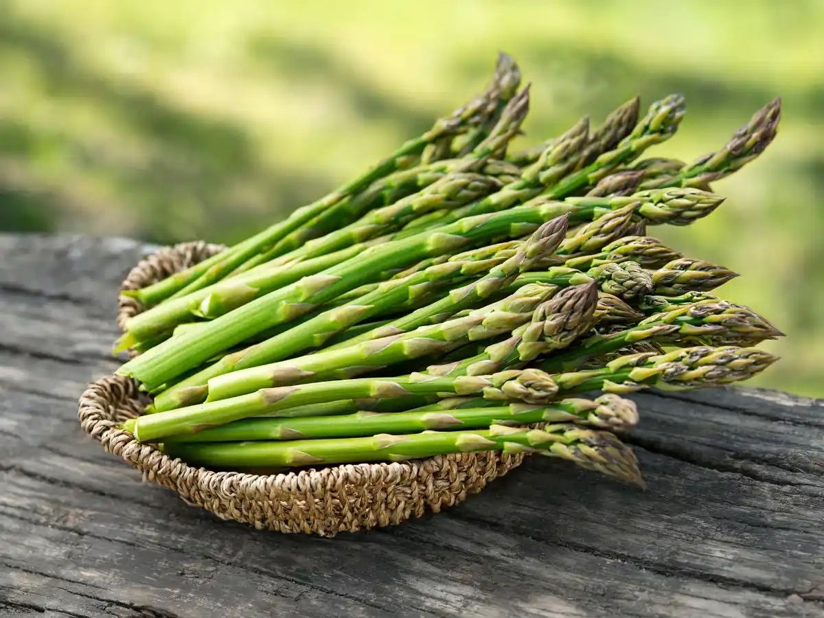 Storage Tips After Harvest Asparagus