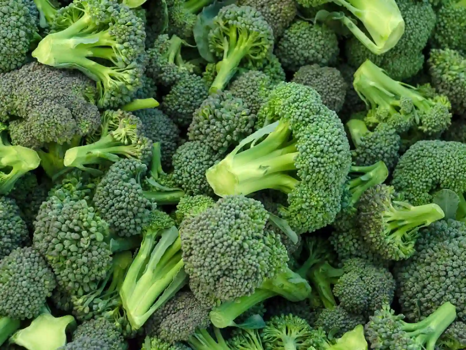 Storage Tips After Harvest Broccoli