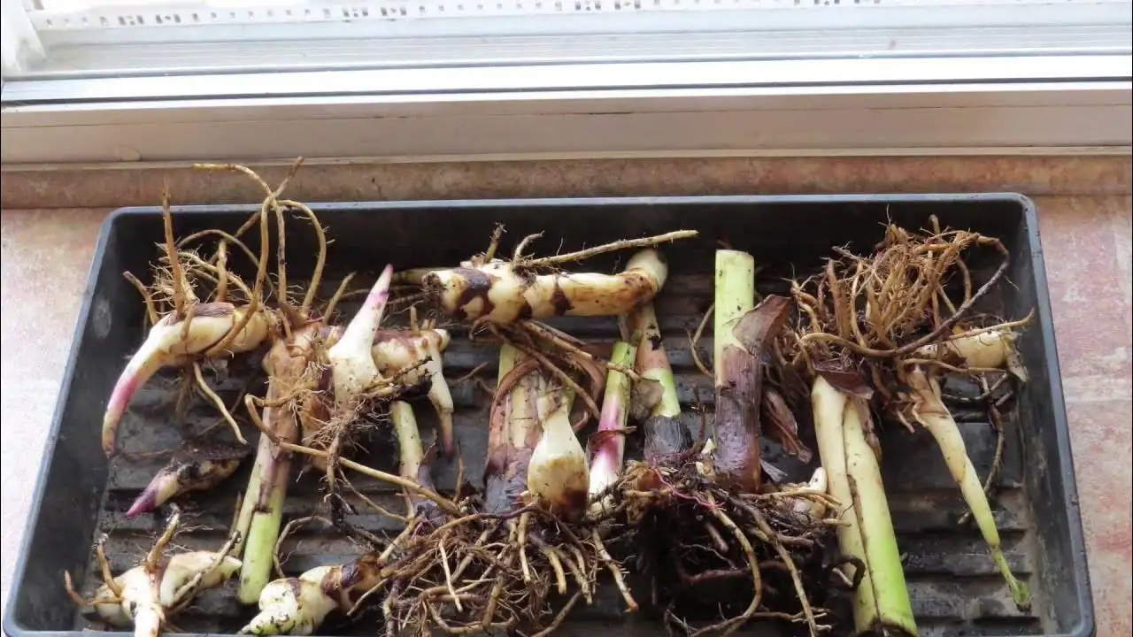 Storage Tips After Harvest