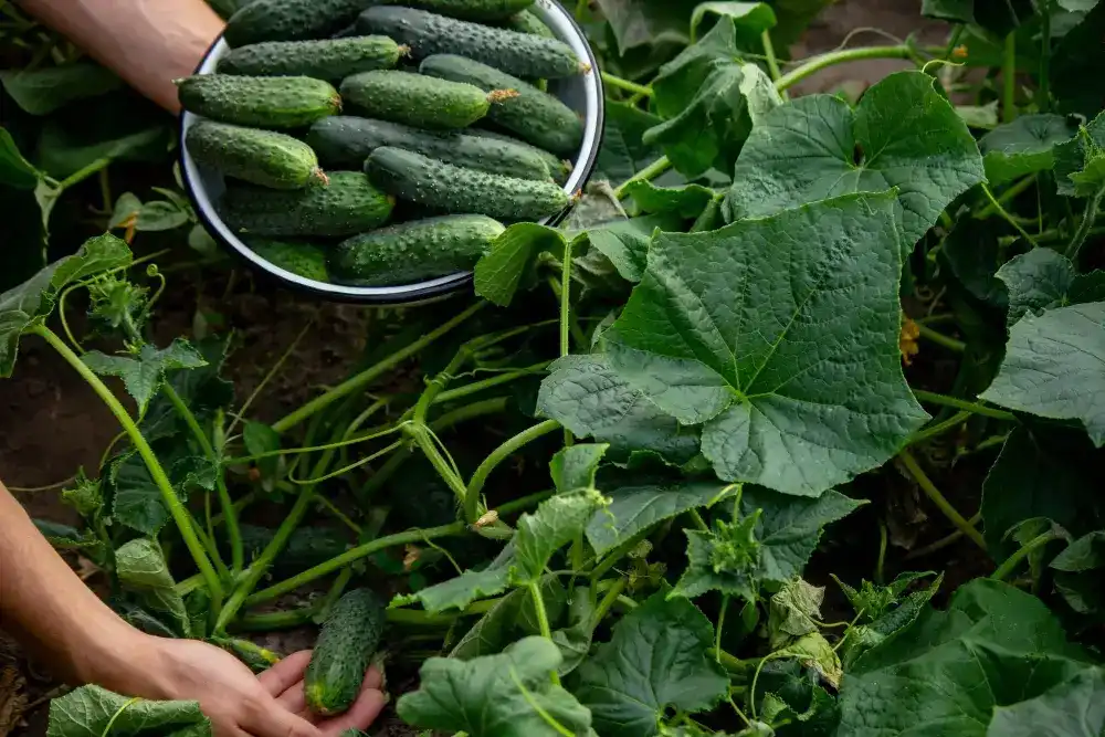 Storage Tips After Harvesting Cucumbers