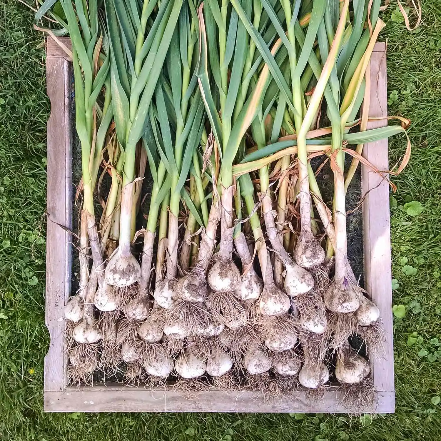 Storage Tips After Harvesting Garlic