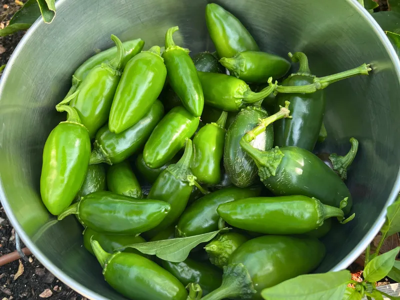 Storage Tips After Harvesting Jalapeños