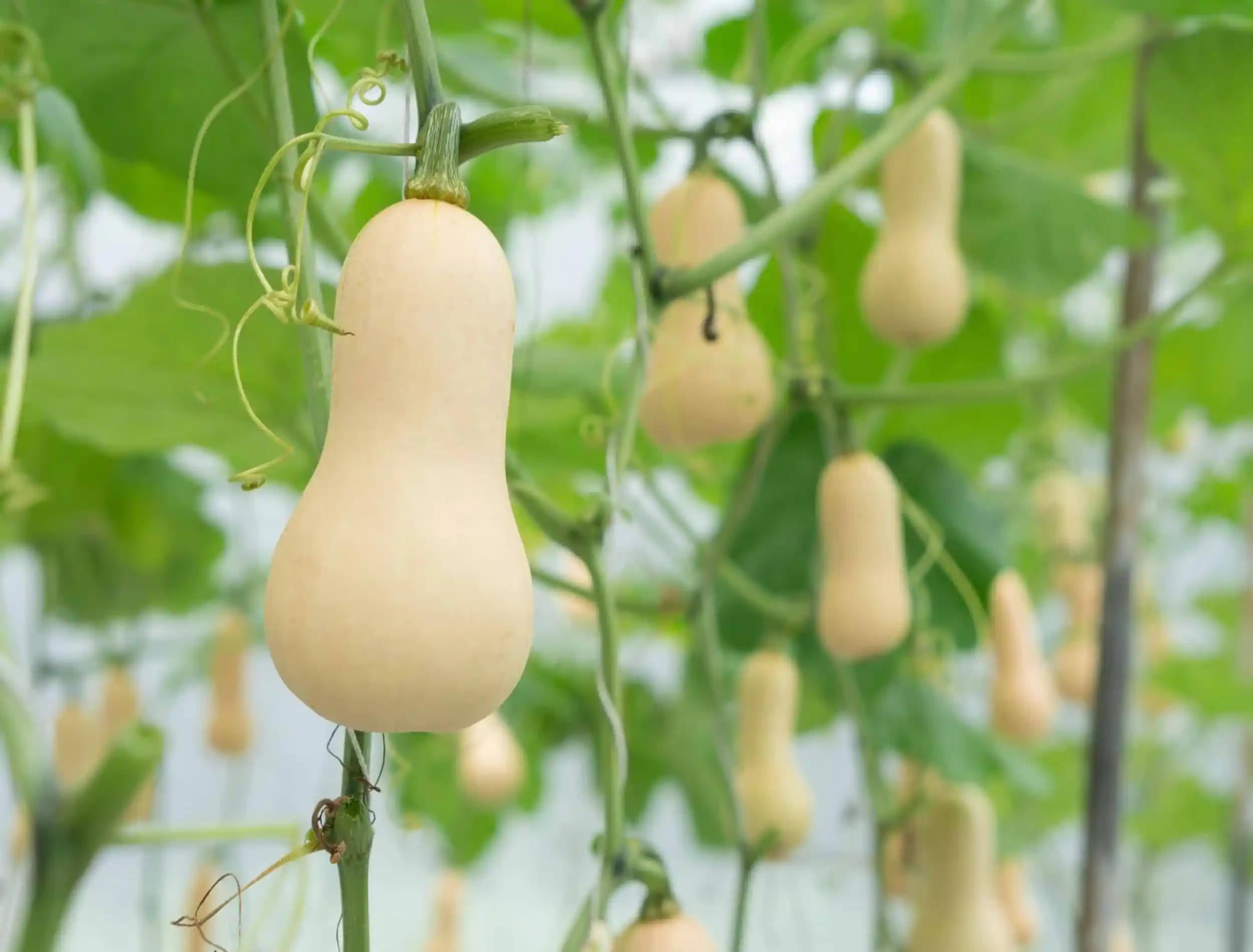 Storage Tips After Harvesting Spaghetti Squash