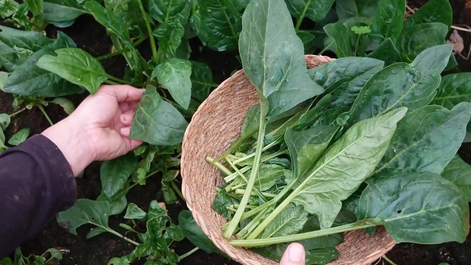Storage Tips After Harvesting Spinach